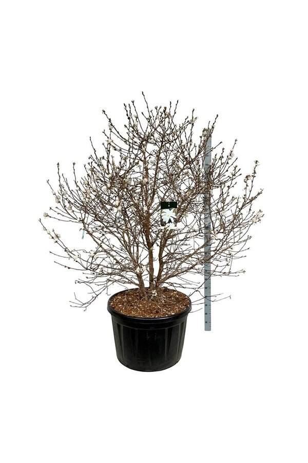 Beverboom Magnolia stellata