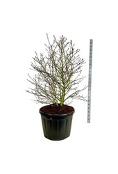 Beverboom Magnolia stellata