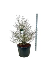 Beverboom Magnolia stellata