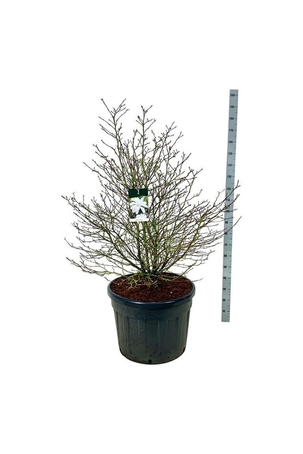 Beverboom Magnolia stellata