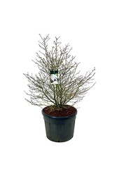 Beverboom Magnolia stellata