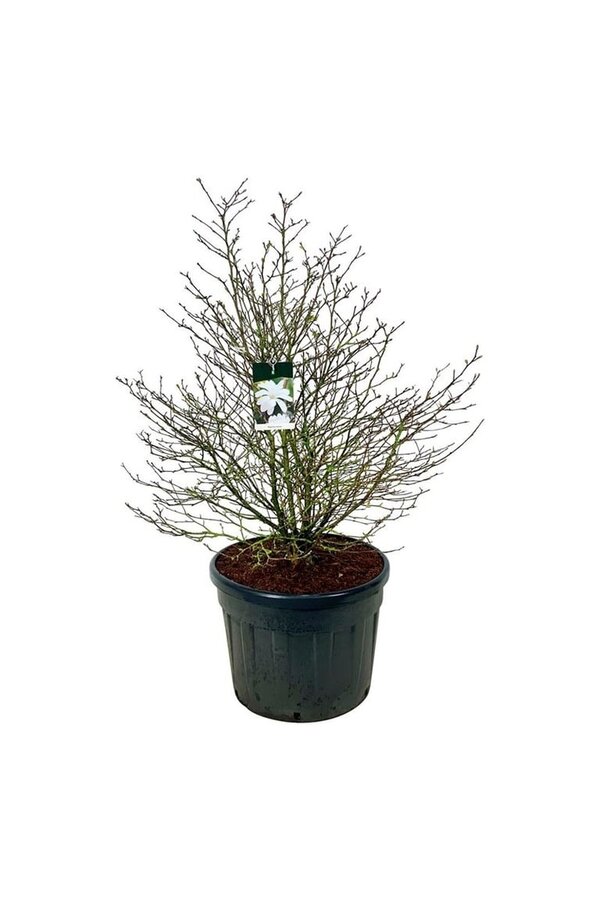 Beverboom Magnolia stellata