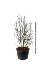 Beverboom Magnolia soulangeana