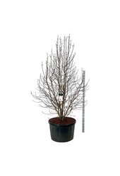 Beverboom Magnolia loebneri Merrill