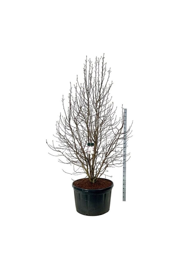 Beverboom Magnolia loebneri Merrill