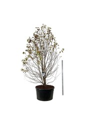 Beverboom Magnolia kobus