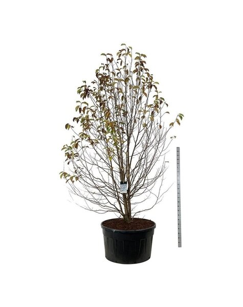 Magnolia