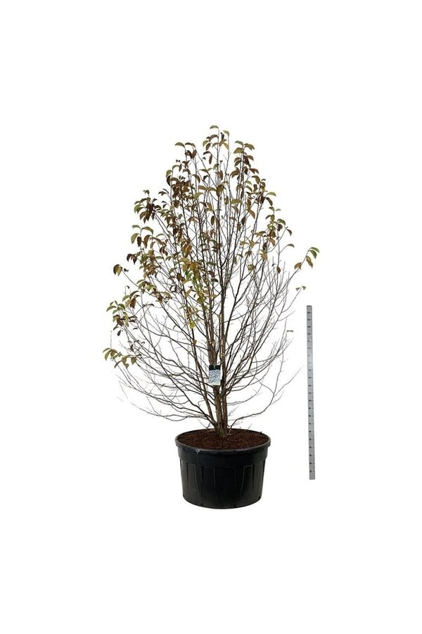 Beverboom Magnolia kobus