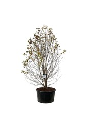 Beverboom Magnolia kobus