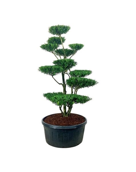Ilex Crenata