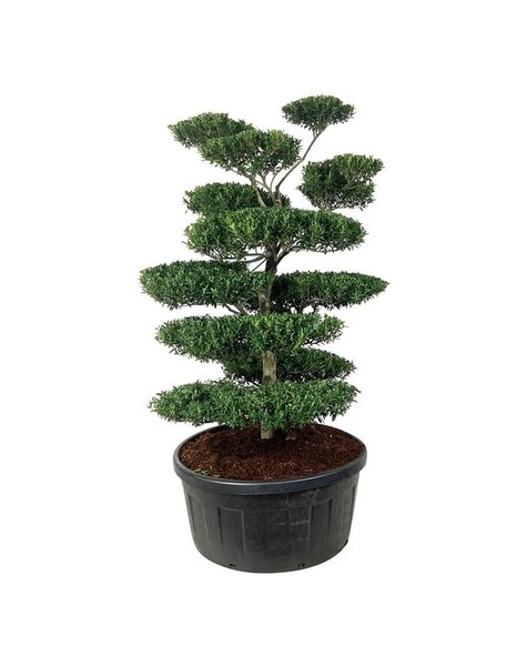 Ilex Crenata