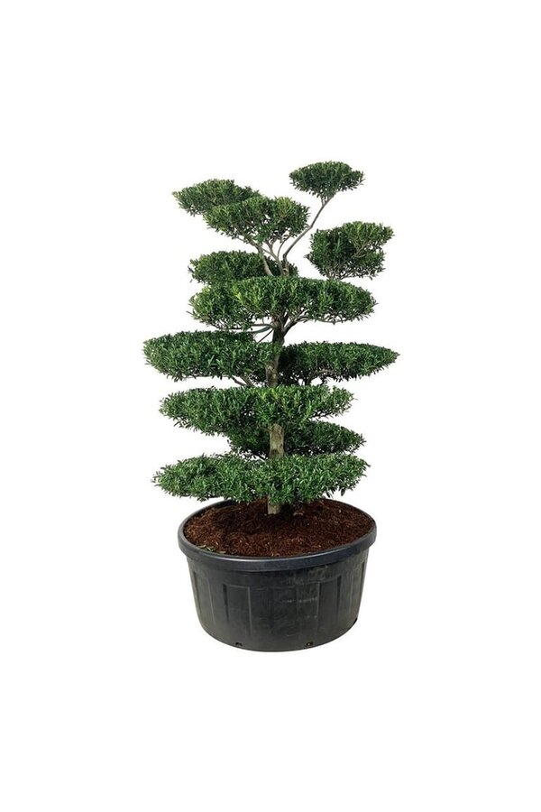 Ilex crenata Blondie