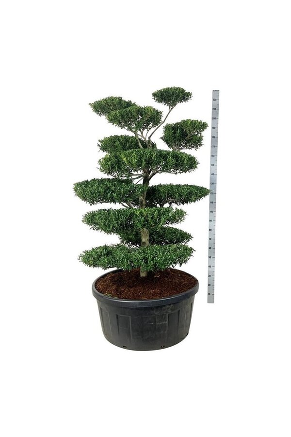 Ilex crenata Blondie