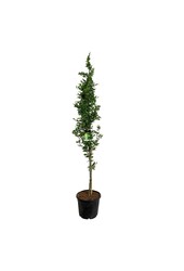 Beukenboom Fagus Dawyck Gold