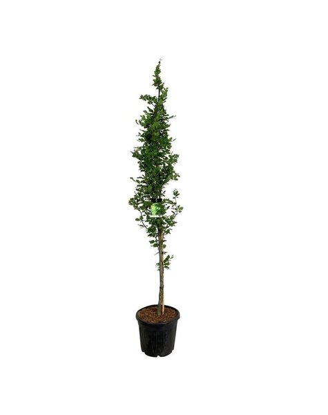 Fagus