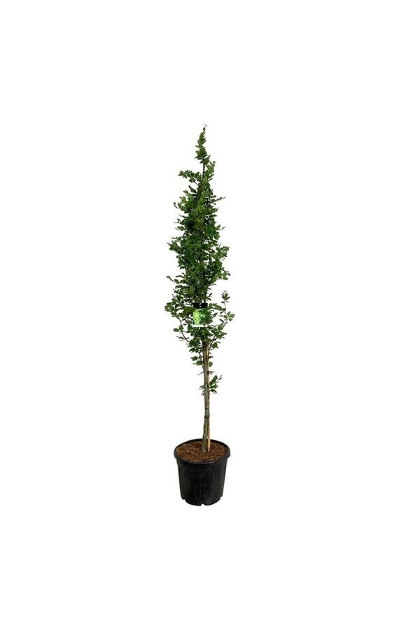 Beukenboom Fagus Dawyck Gold