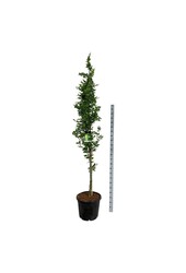 Beukenboom Fagus Dawyck Gold