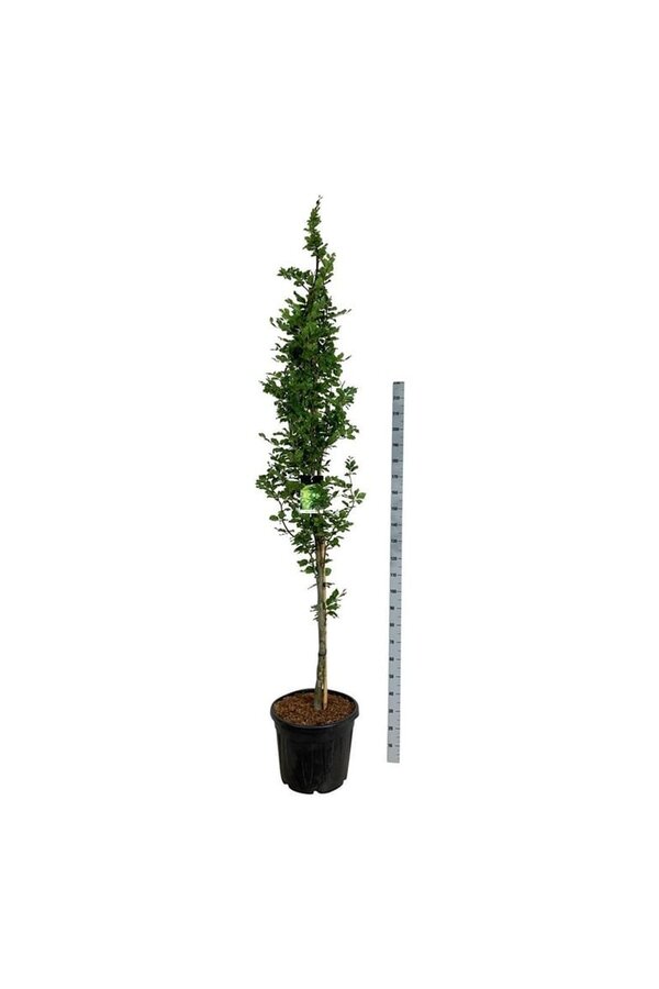 Beukenboom Fagus Dawyck Gold