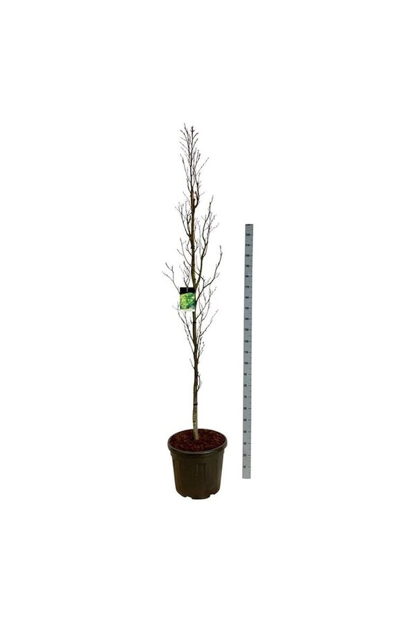 Beukenboom Fagus Dawyck Gold