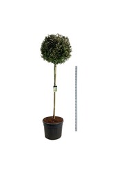 Olijfwilg Elaeagnus Compacta