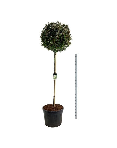 Elaeagnus
