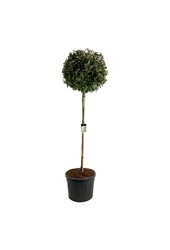 Olijfwilg Elaeagnus Compacta