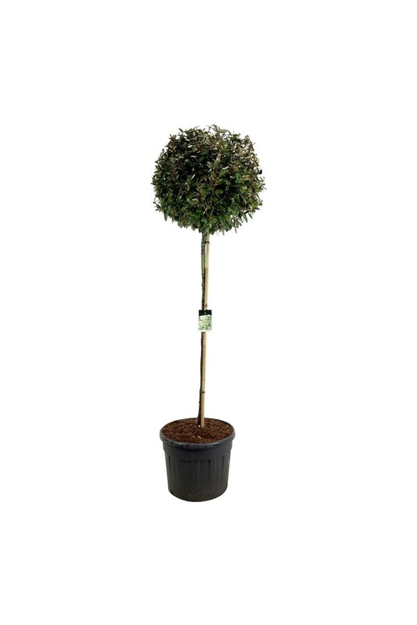 Olijfwilg Elaeagnus Compacta