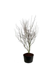 Kornoelje Cornus kousa Weisse Fontaine