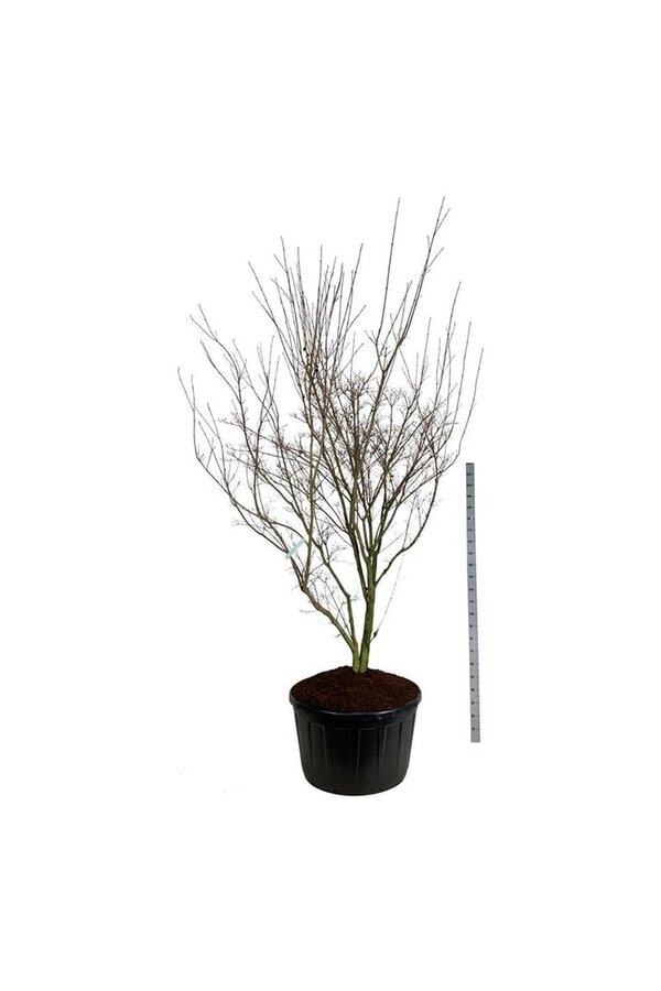 Kornoelje Cornus kousa Weisse Fontaine