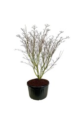 Kornoelje Cornus kousa Weisse Fontaine