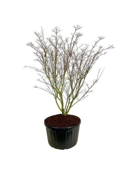 Cornus