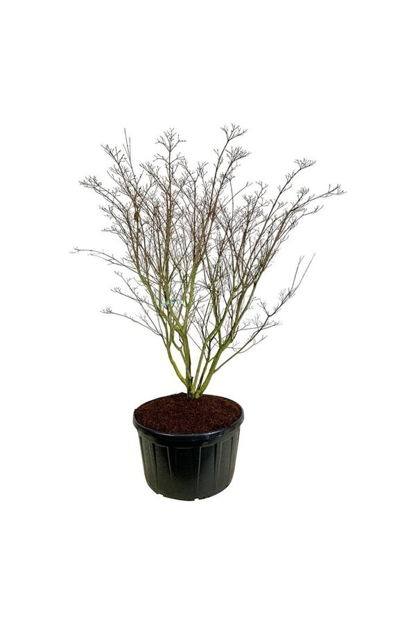 Kornoelje Cornus kousa Weisse Fontaine
