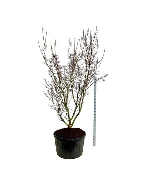 Cornus