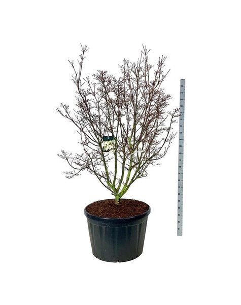 Cornus