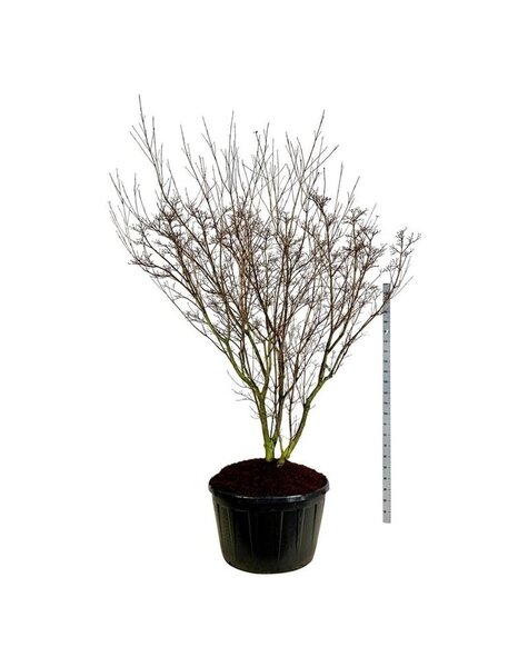 Cornus