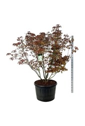 Kornoelje Cornus kousa Milky Way