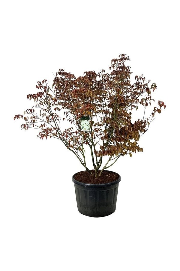 Cornouiller Cornus kousa Milky Way