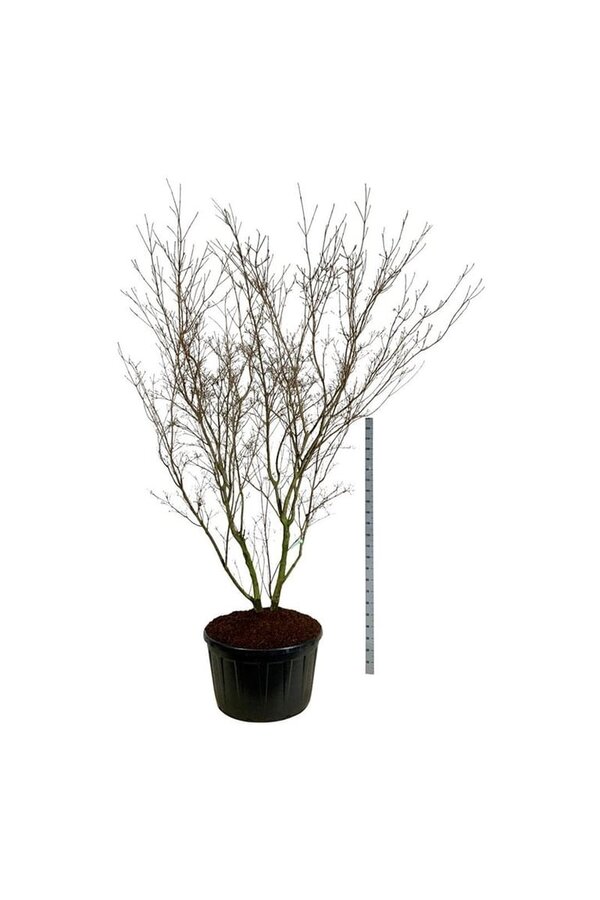 Kornoelje Cornus kousa China Girl