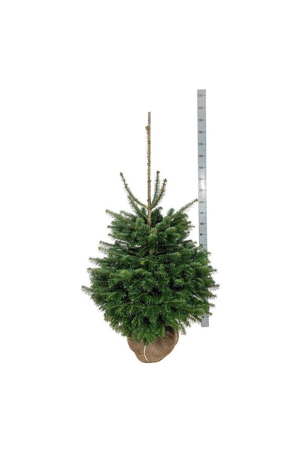 Sapin de Nordmann Abies nordmanniana