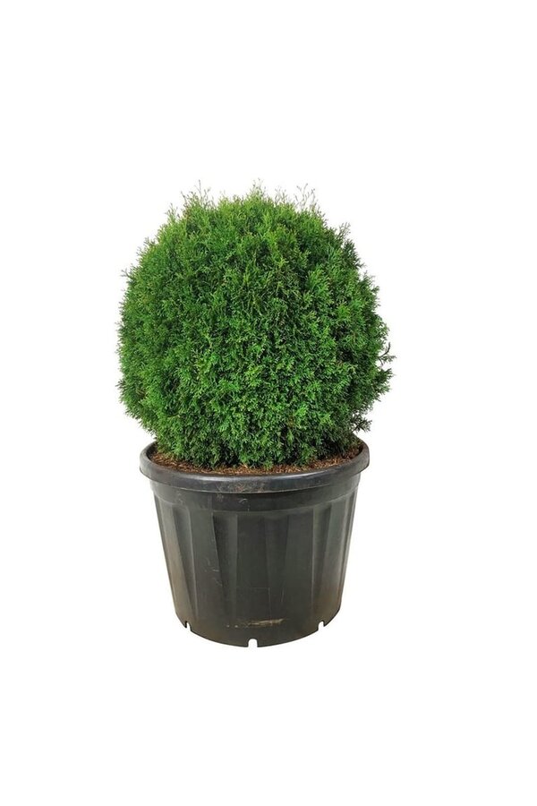 Conifère Thuja Smaragd