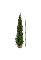 Conifère Thuja Smaragd