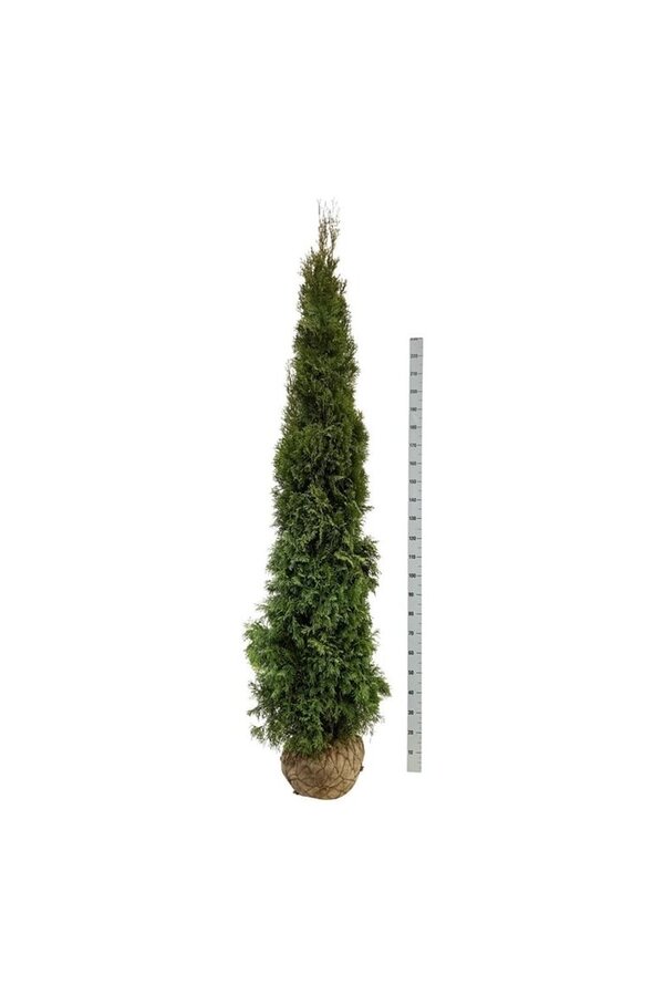 Conifère Thuja Smaragd