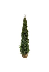 Conifeer Thuja Smaragd