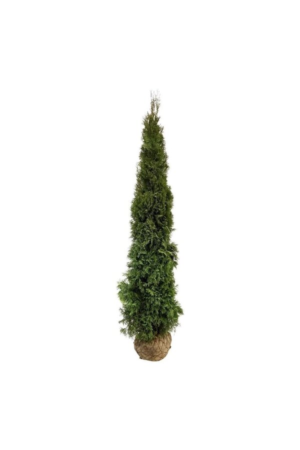 Conifeer Thuja Smaragd