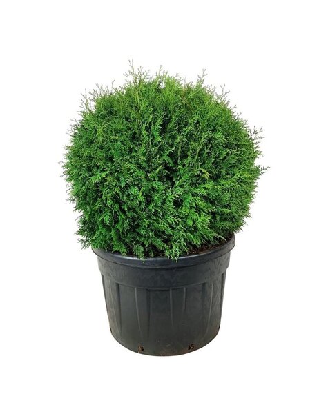 Thuja