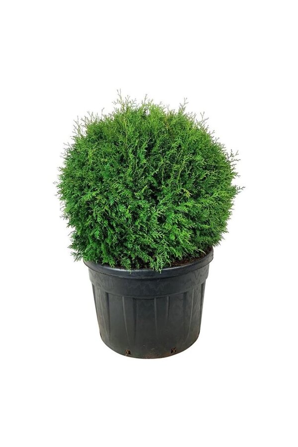 Conifeer Thuja Brabant