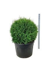 Conifeer Thuja Brabant
