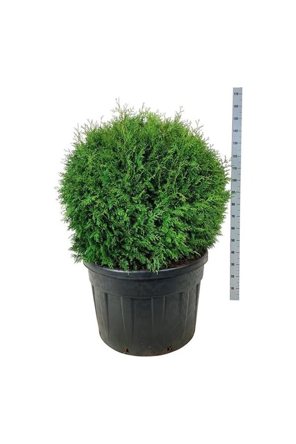 Conifeer Thuja Brabant