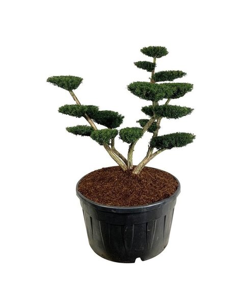 Taxus