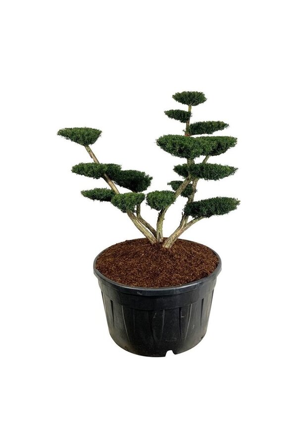 If Taxus media Densiformis